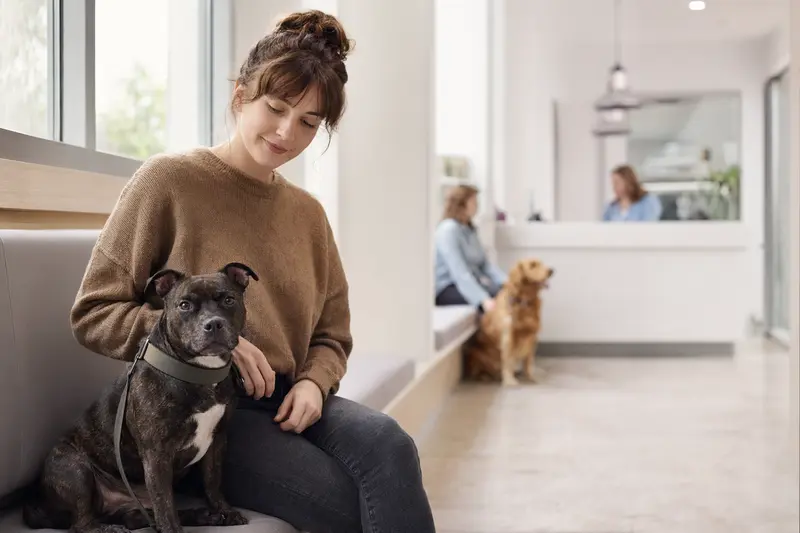 Ein Mini Staffordshire Bullterrier sitzt ruhig neben seinem Besitzer im hellen Wartezimmer einer modernen Tierarztpraxis.